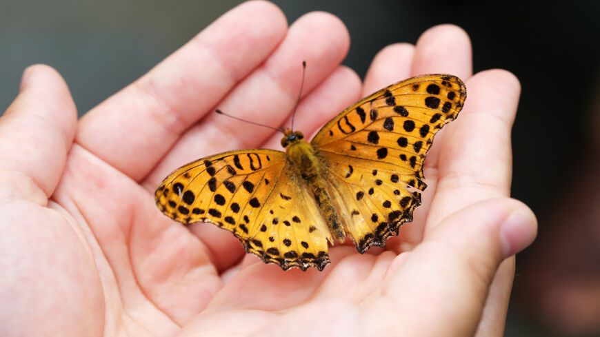 butterfly-4396444